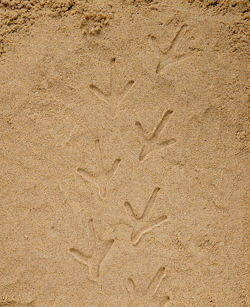 Let's Investigate - Farmyard Footprints