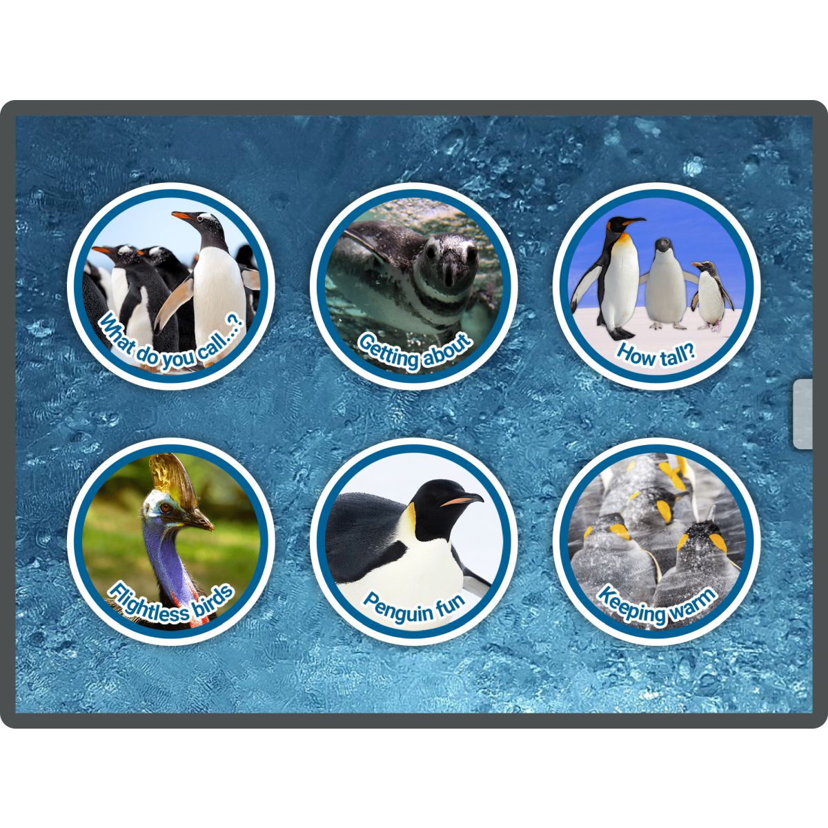 Early Years Pre-Coding Penguins App Software
