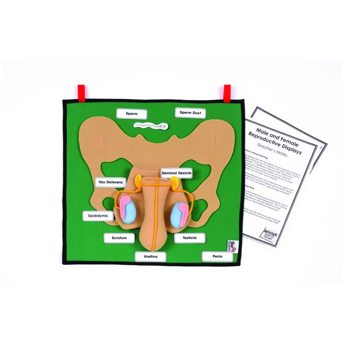 Male Reproductive Learning Kit – Brainary Books