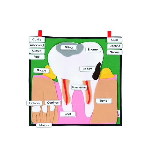 Big Tooth Learning Kit