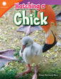 Hatching a Chick