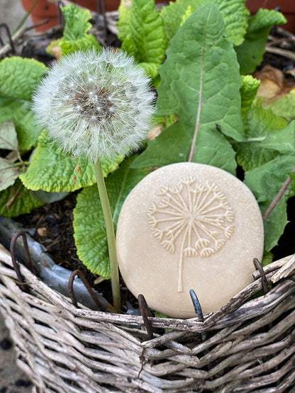 Let's Investigate - Nature