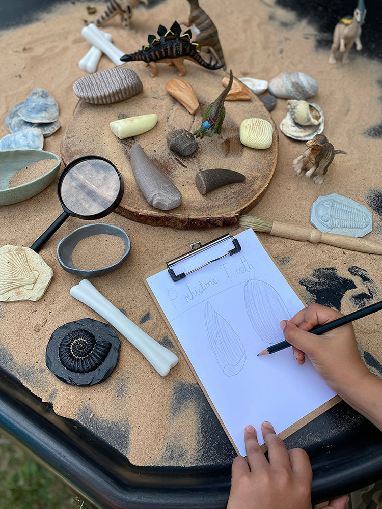 Let's Investigate - Prehistoric Teeth