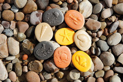 Let's Investigate - Seashore