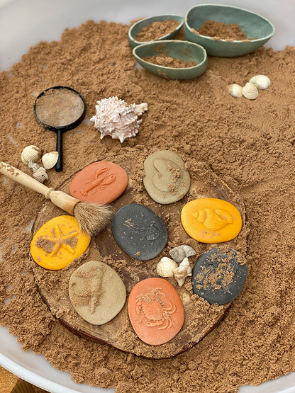 Let's Investigate - Seashore