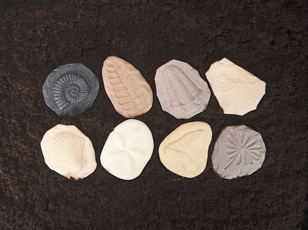 Let's Investigate – Fossils