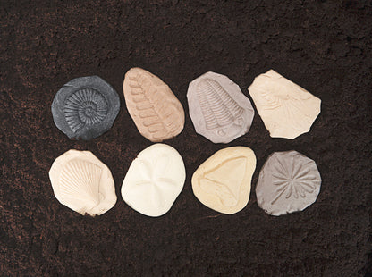 Let's Investigate – Fossils