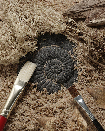 Let's Investigate – Fossils