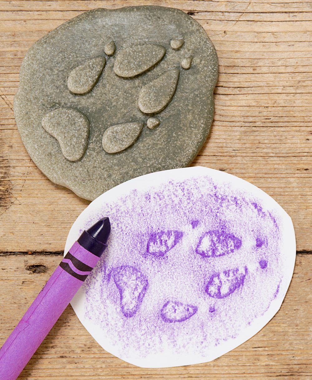 Let's Investigate – Woodland Footprints