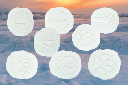 Let's Investigate – Polar Footprints