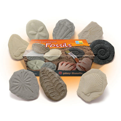 Let's Investigate – Fossils