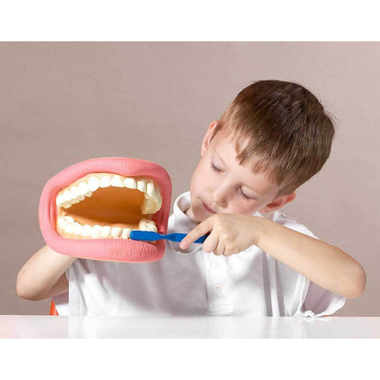 Giant Teeth Demonstration Model
